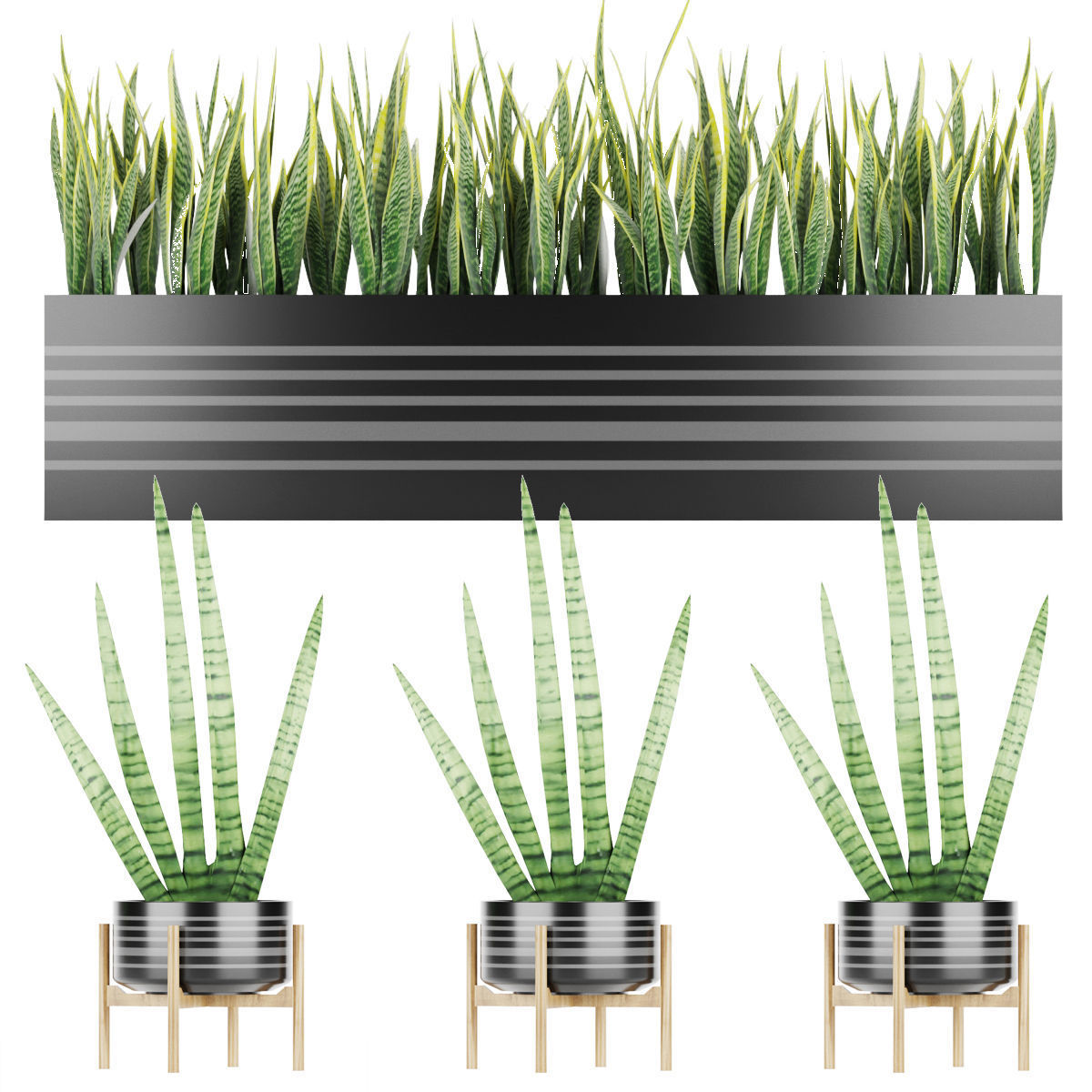 Sansevieria 4 planter with grass in it 3D model_3