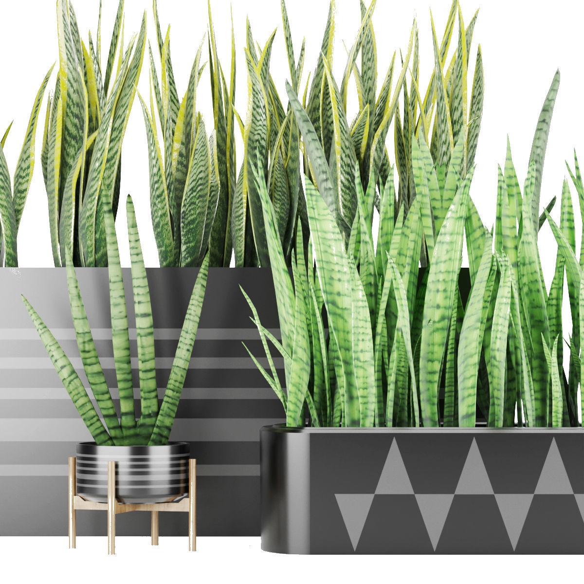 Sansevieria 4 planter with grass in it 3D model_1