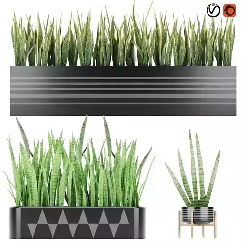 Sansevieria 4 planter with grass in it 3D model