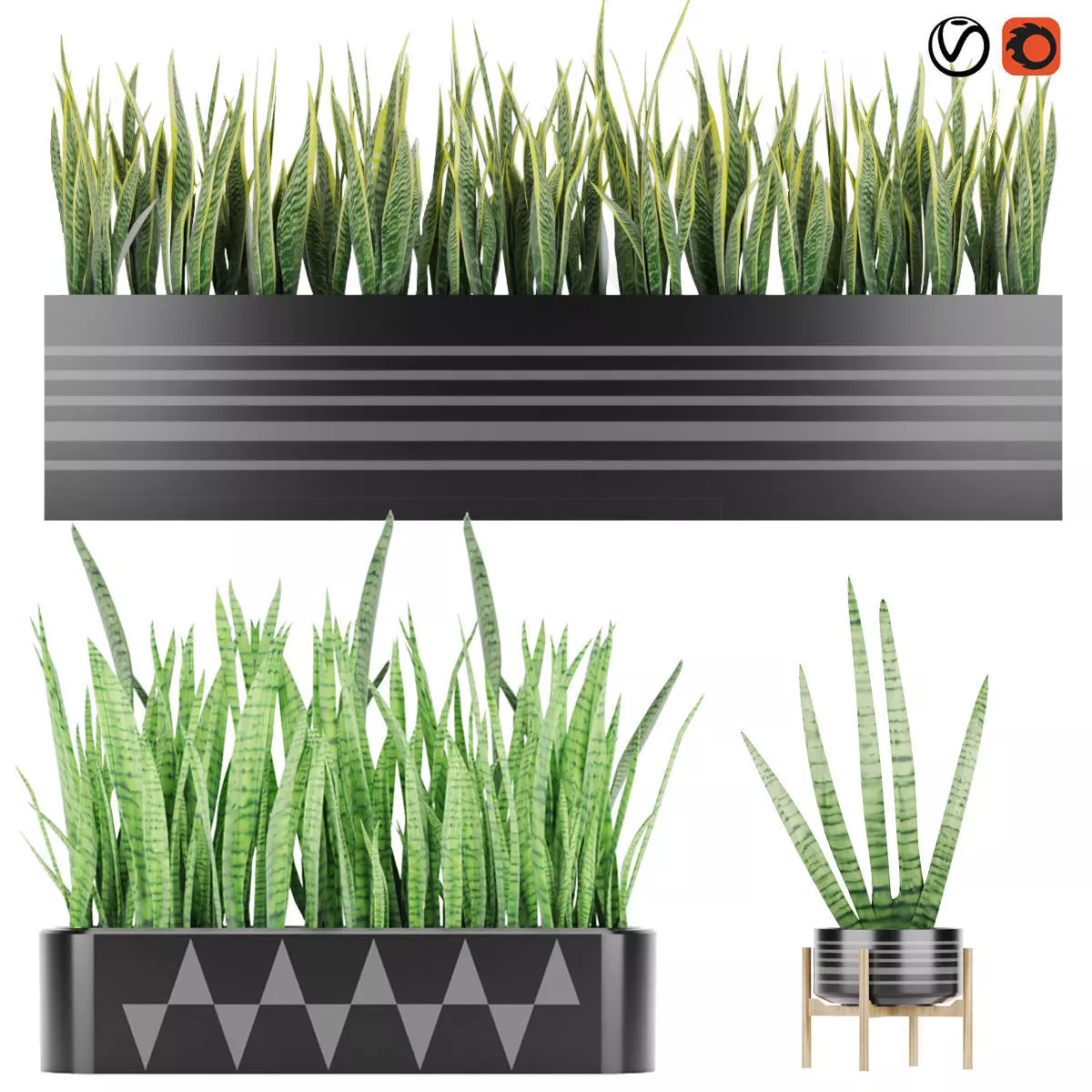 Sansevieria 4 planter with grass in it 3D model_0