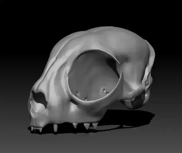 CAT skull for 3D printing 3D print model
