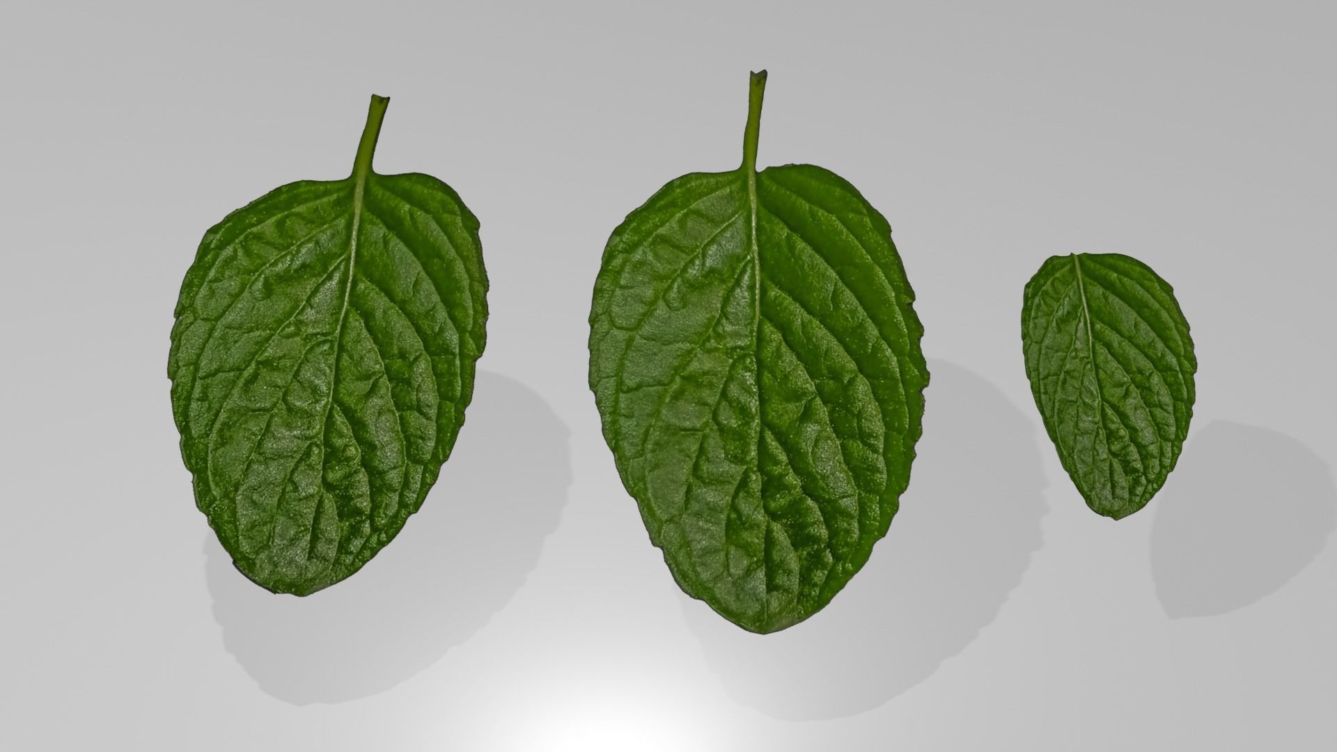 Plant Mentha Spicata - Game Asset - LowPoly Low-poly 3D model_3