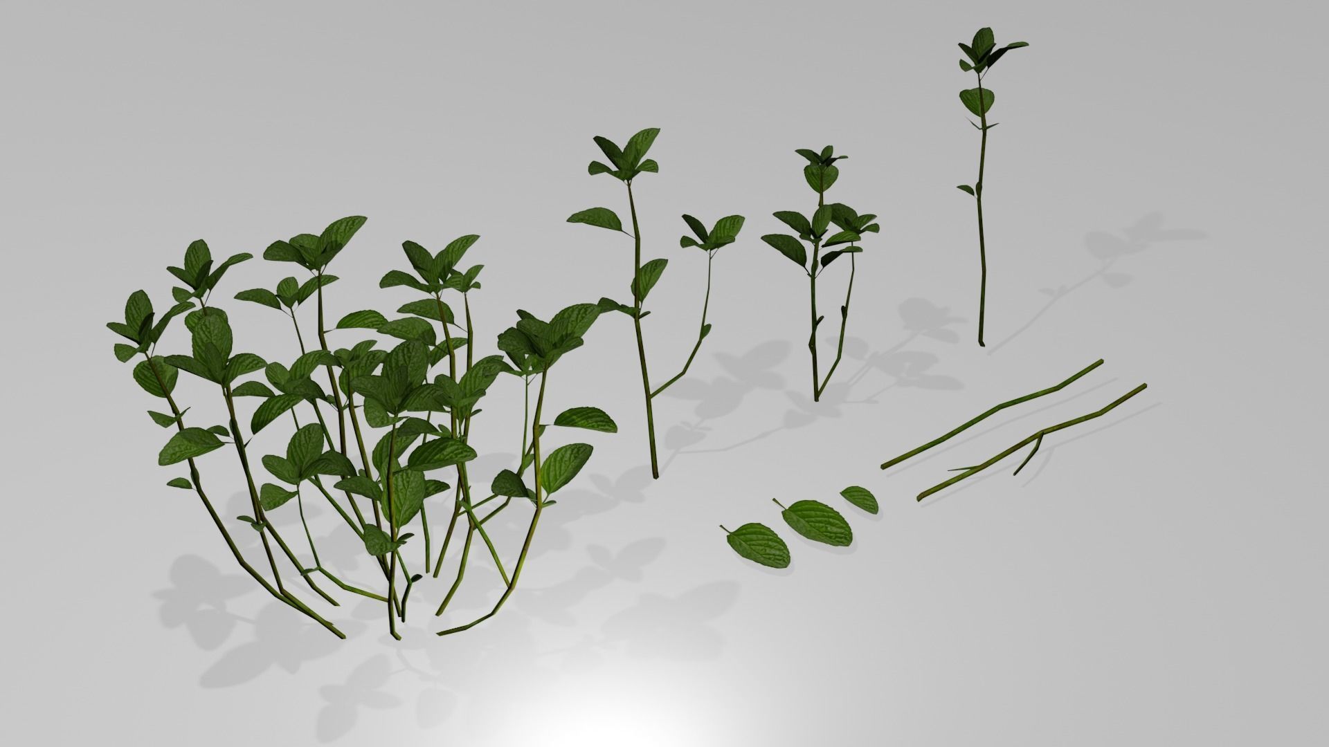 Plant Mentha Spicata - Game Asset - LowPoly Low-poly 3D model_1