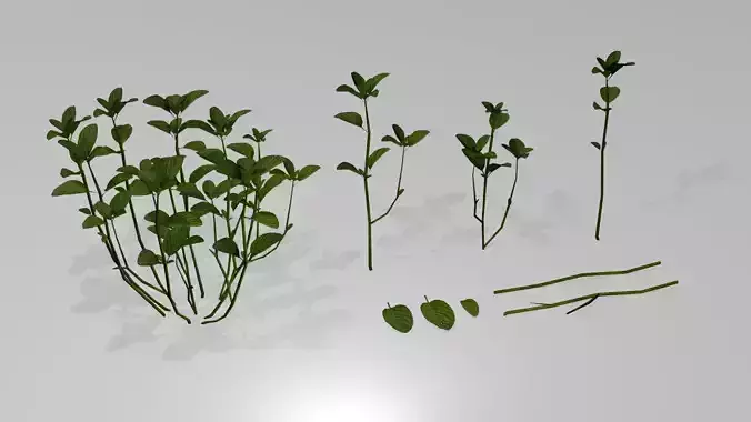 Plant Mentha Spicata - Game Asset - LowPoly Low-poly 3D model