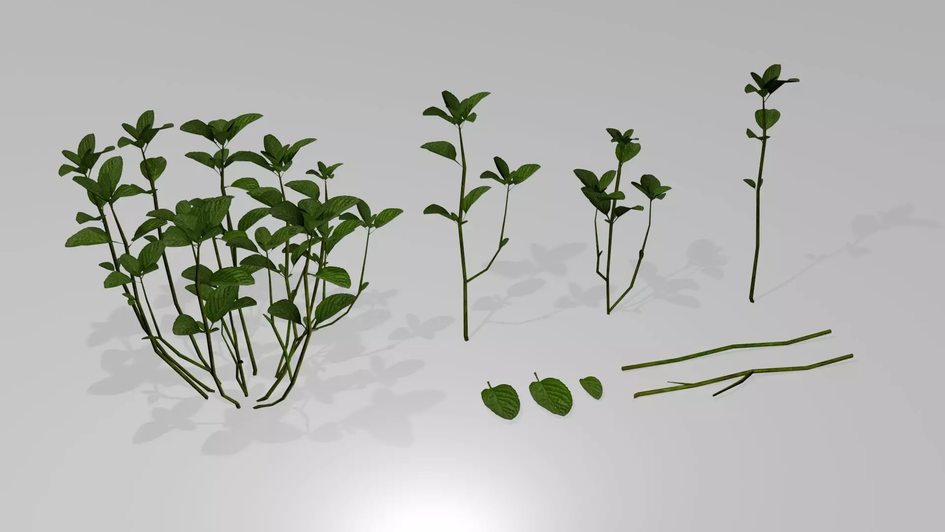 Plant Mentha Spicata - Game Asset - LowPoly Low-poly 3D model_0