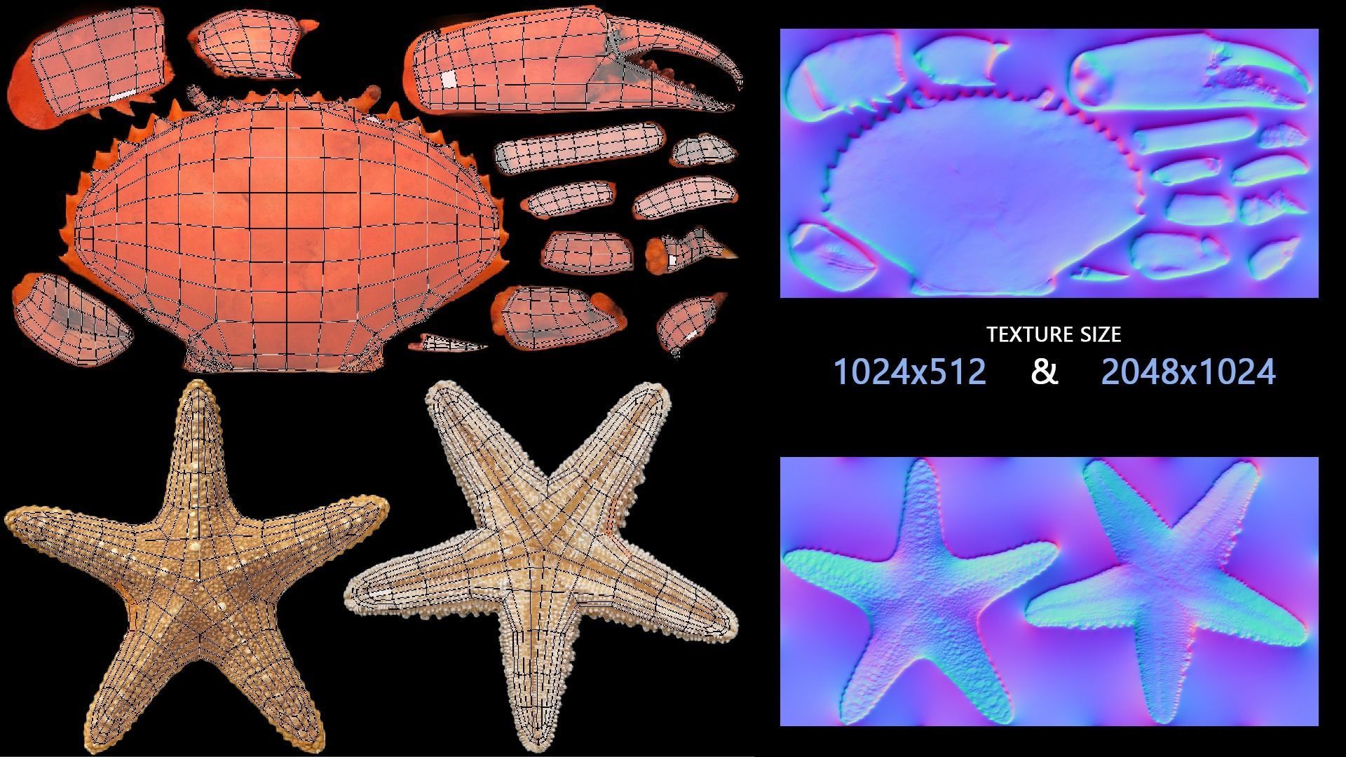 Sea Creatures Low-poly 3D model_6
