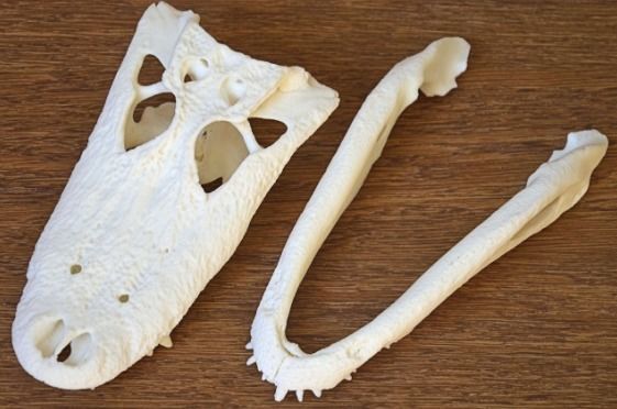 Alligator Skull 3D print model_7