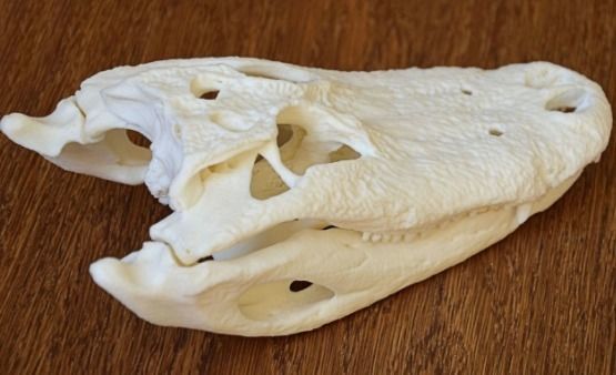 Alligator Skull 3D print model_5