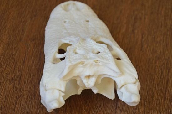 Alligator Skull 3D print model_3