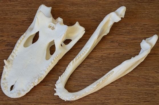 Alligator Skull 3D print model_1