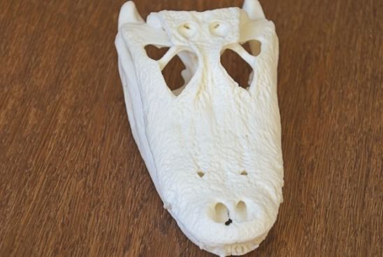 Alligator Skull 3D print model_2