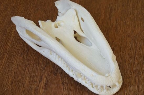 Alligator Skull 3D print model_6