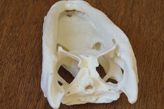 Alligator Skull 3D print model_4