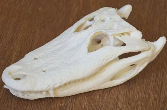 Alligator Skull 3D print model_0
