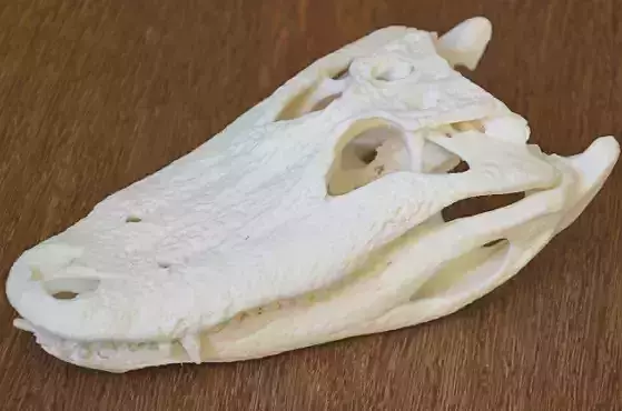 Alligator Skull