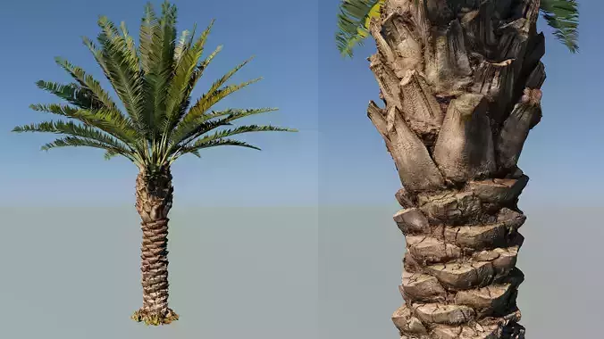 Phoenix Palm tree - variant02 - photoscan 3D model