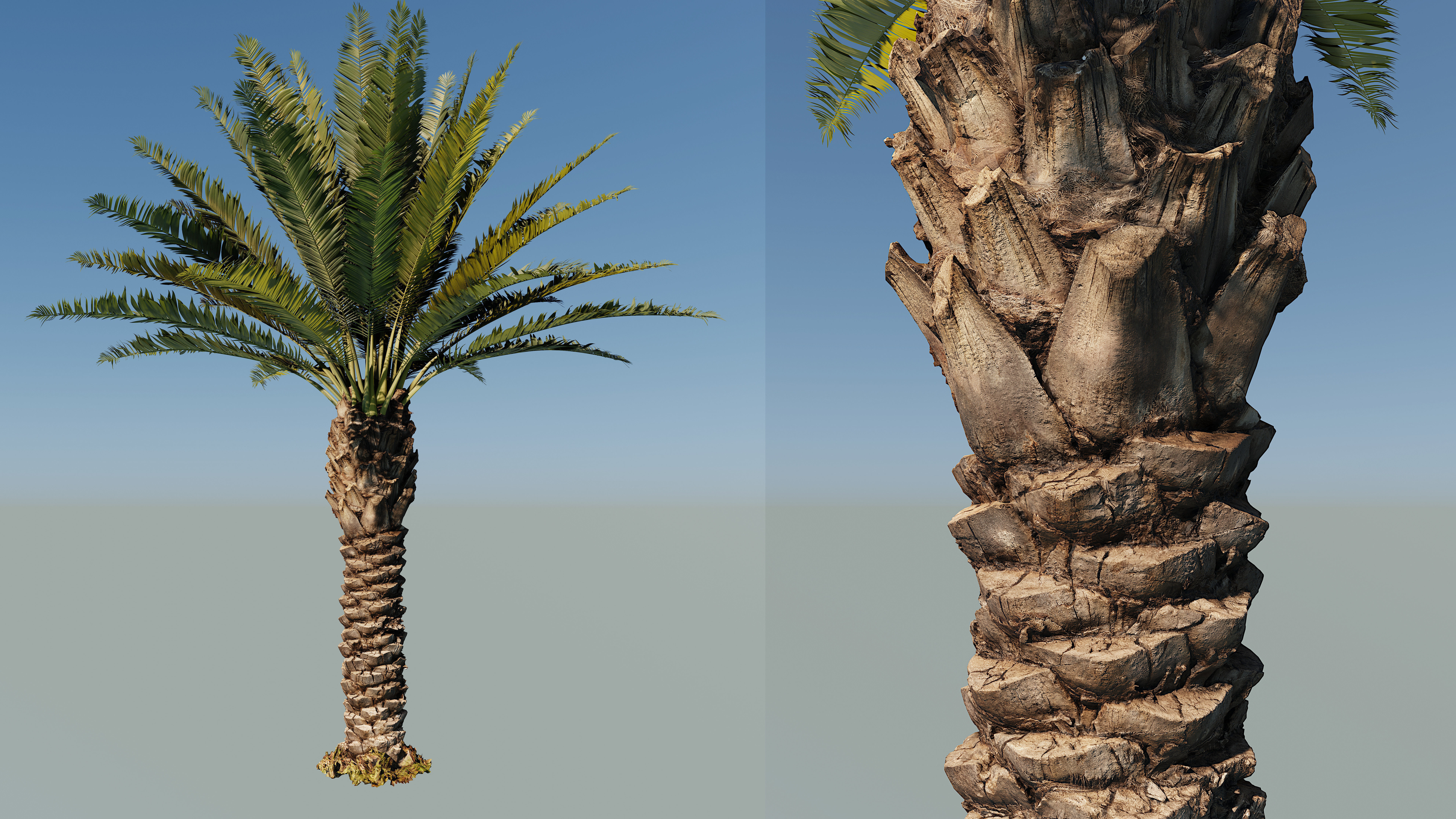 Phoenix Palm tree - variant02 - photoscan 3D model_0