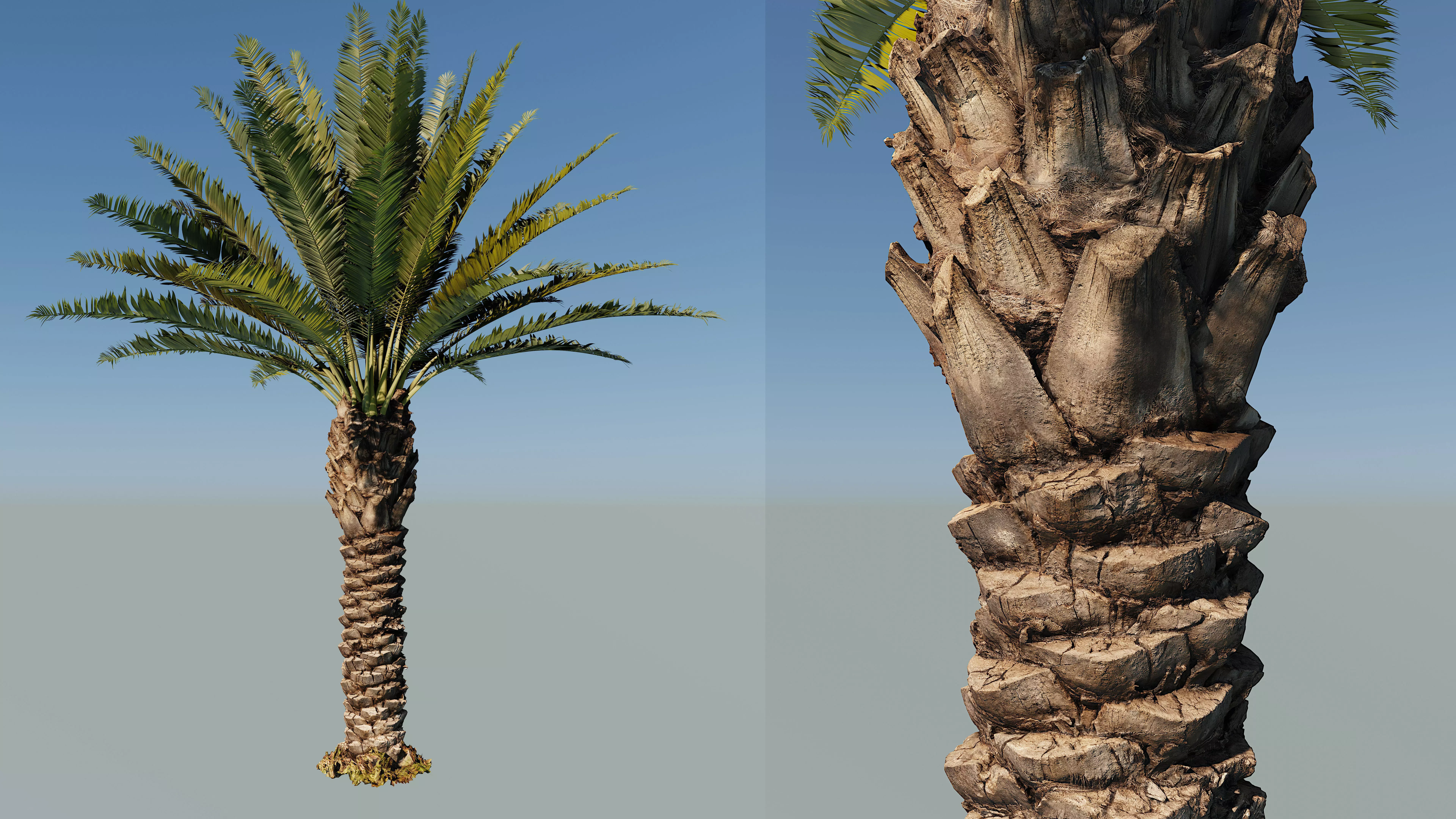 Phoenix Palm tree - variant02 - photoscan 3D model_0