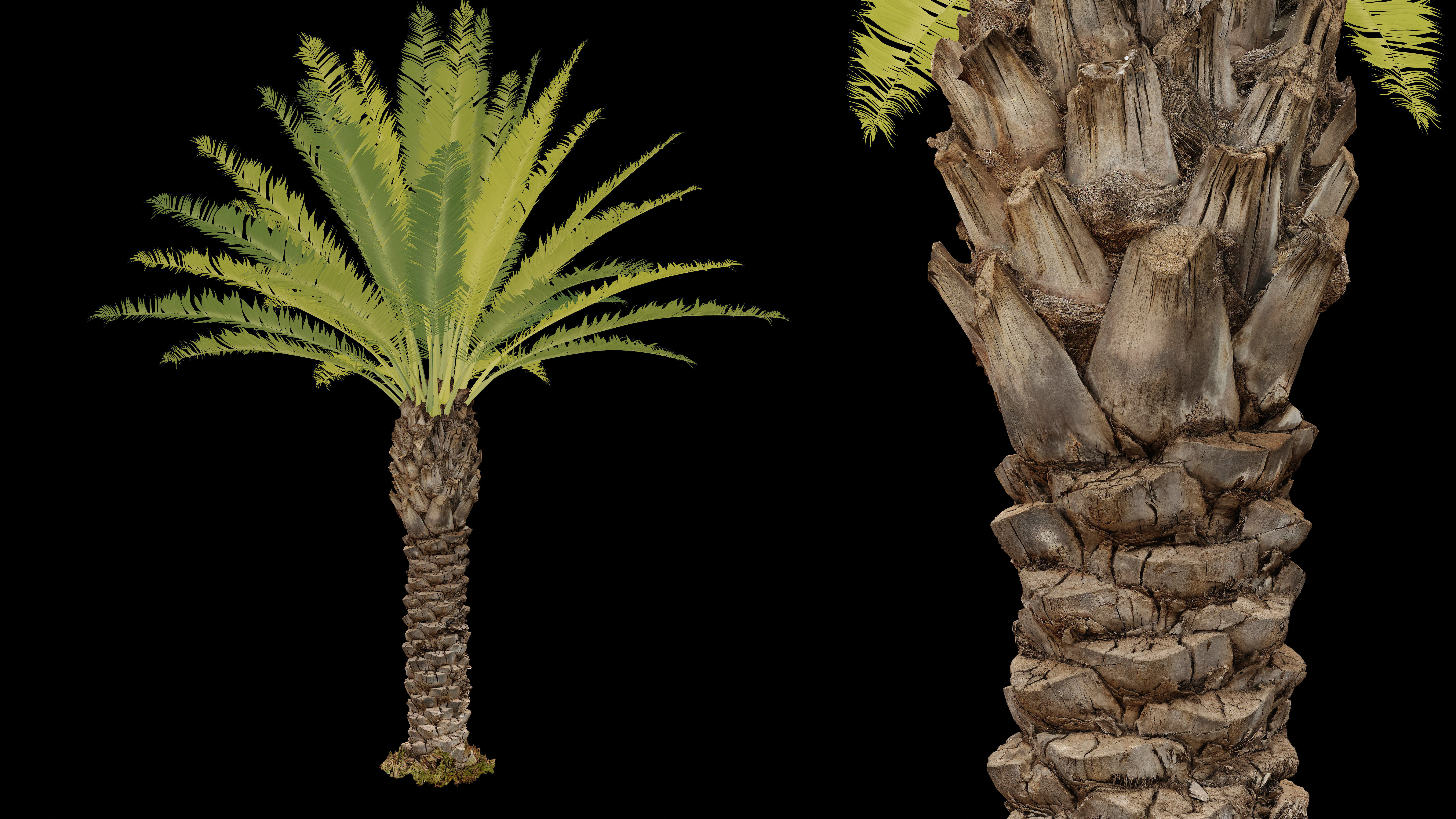 Phoenix Palm tree - variant02 - photoscan 3D model_3