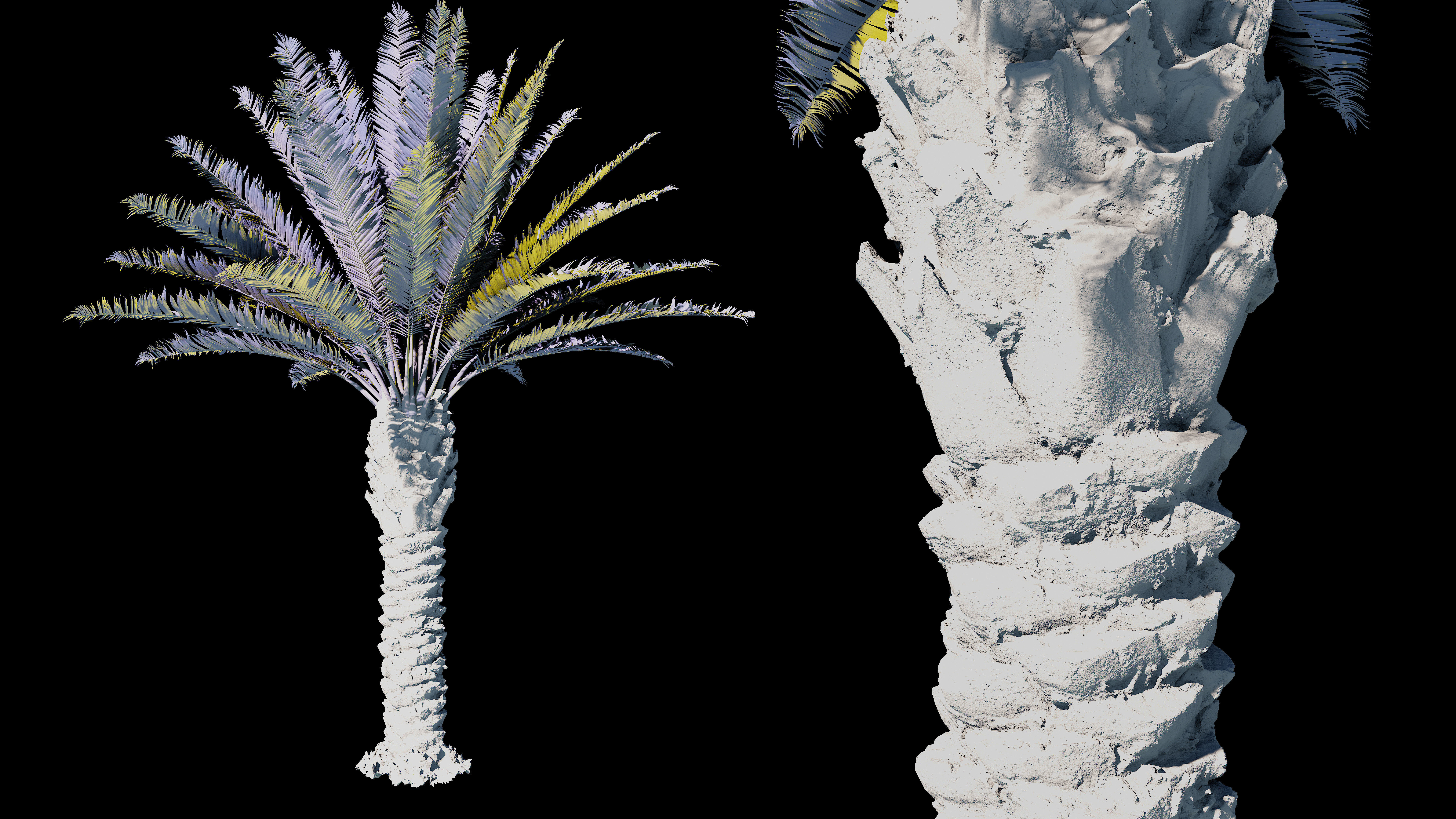 Phoenix Palm tree - variant02 - photoscan 3D model_2