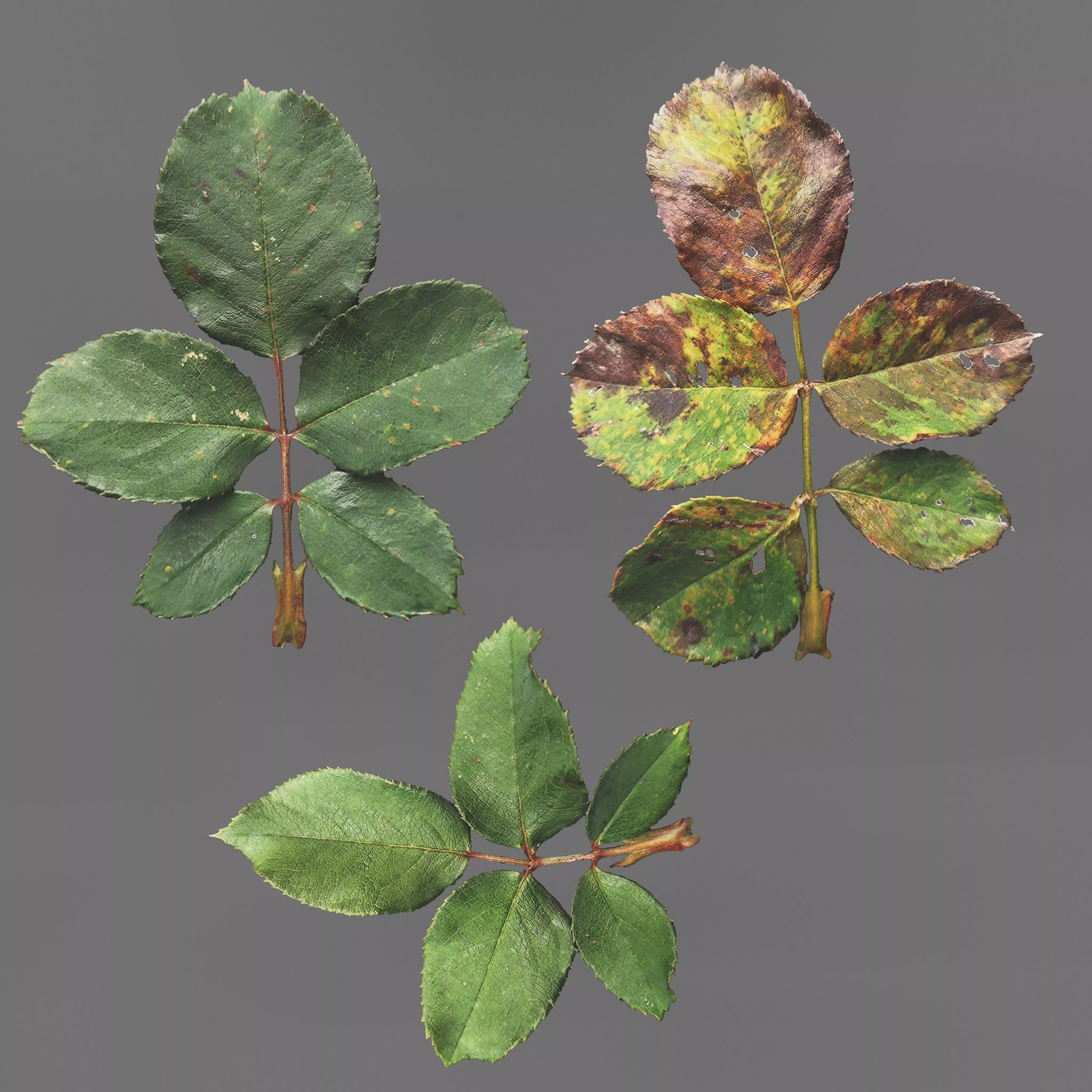 4K PBR Rosebush Photoscan atlas  Texture_0