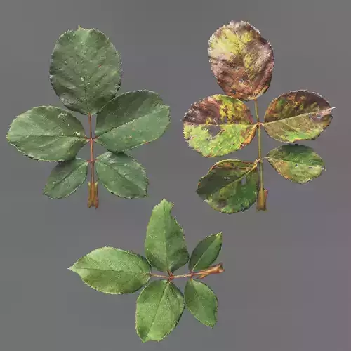 4K PBR Rosebush Photoscan atlas 