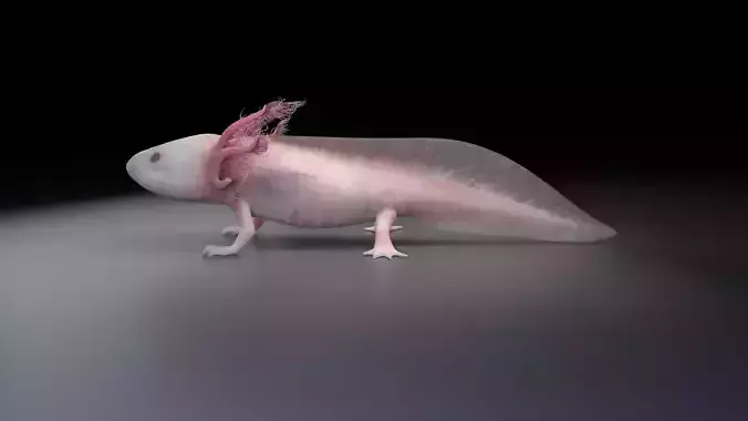 Axolotl - Salamander 3D model
