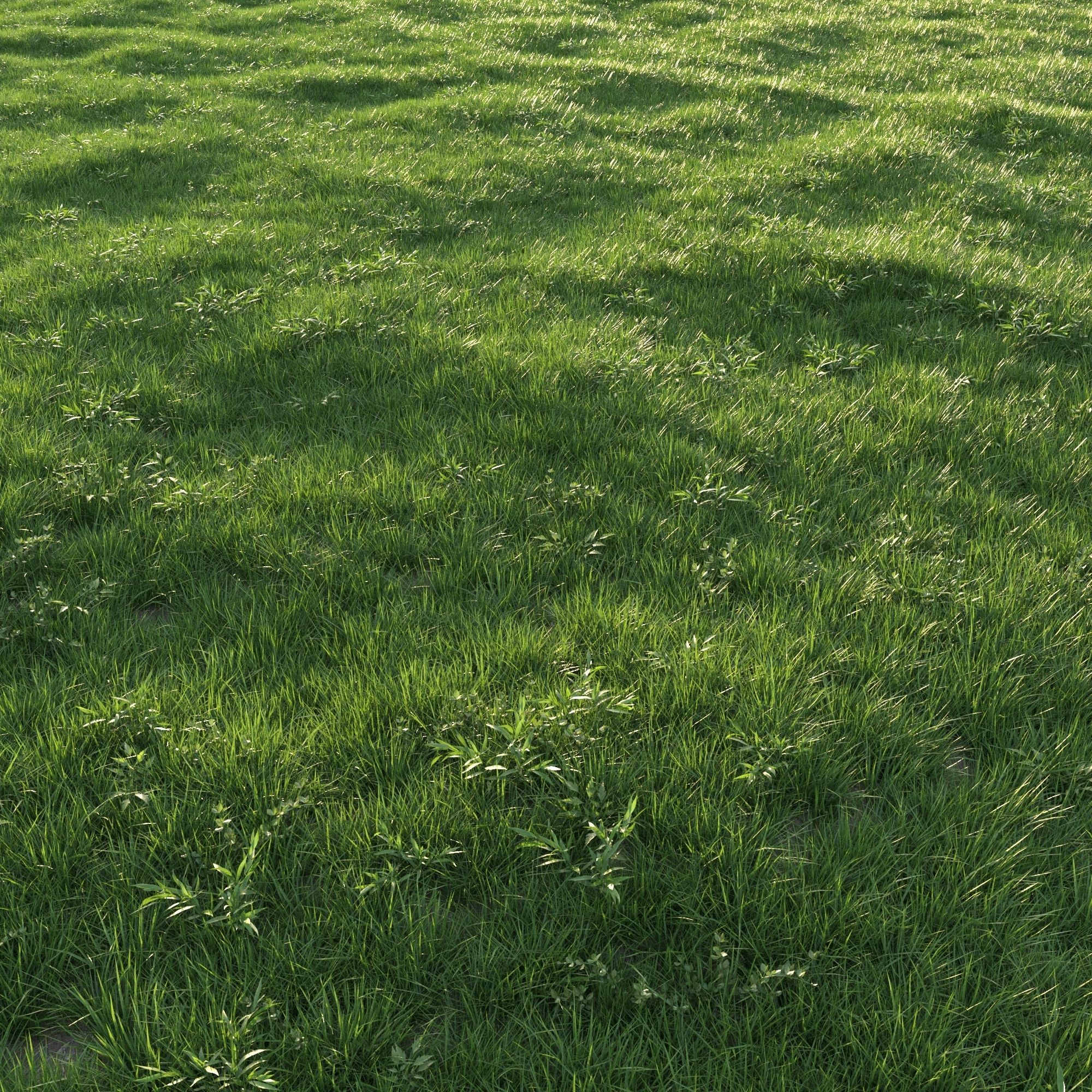 Grass 3D model_3
