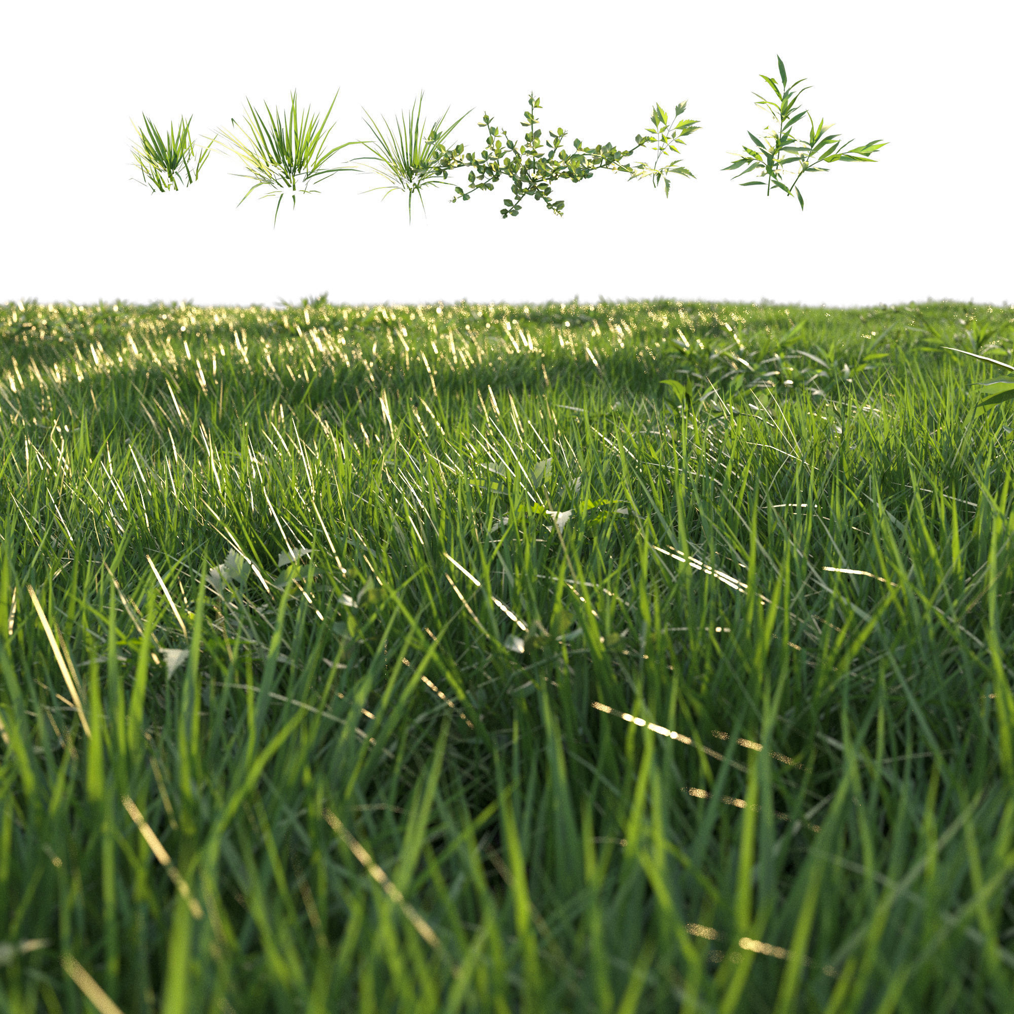 Grass 3D model_1