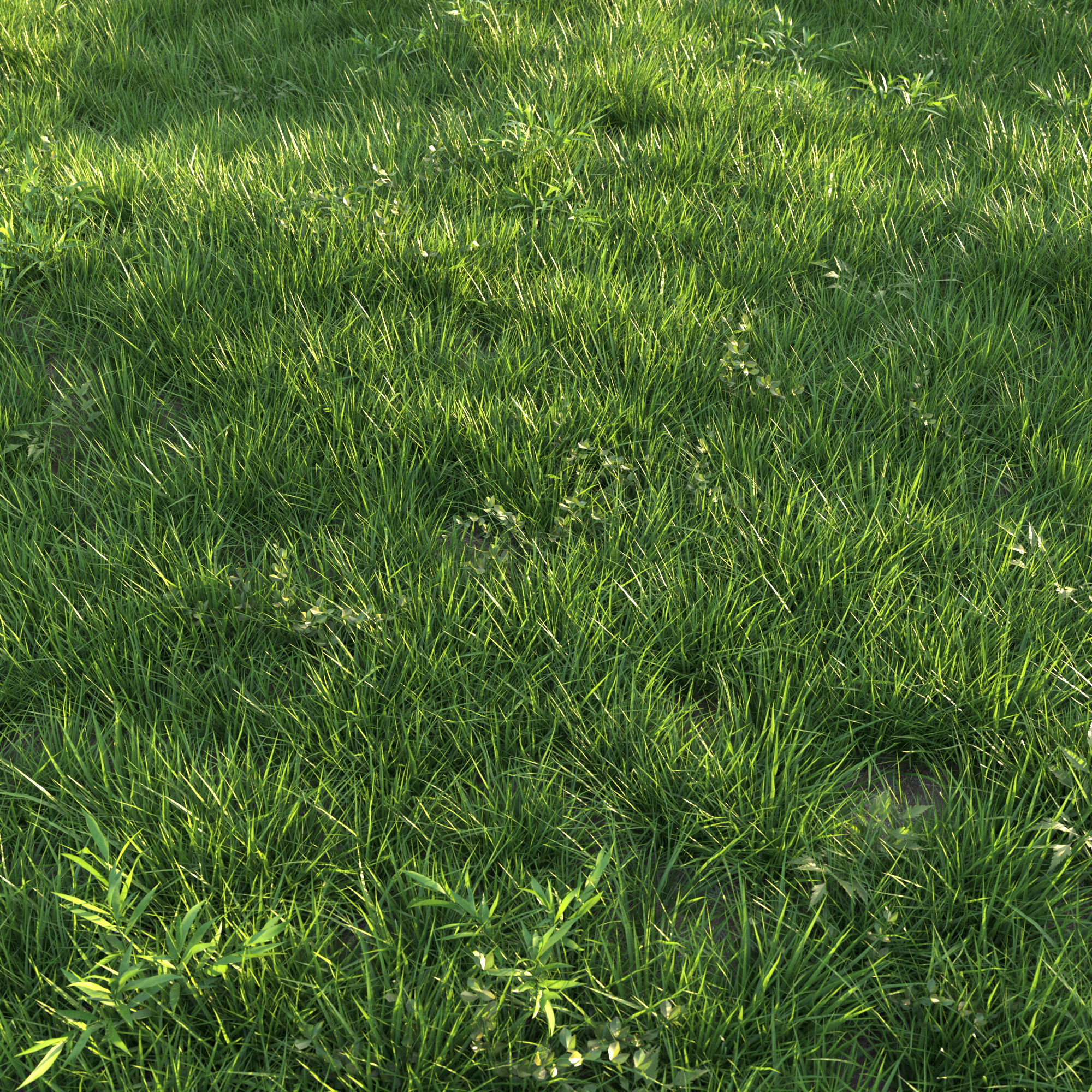 Grass 3D model_2