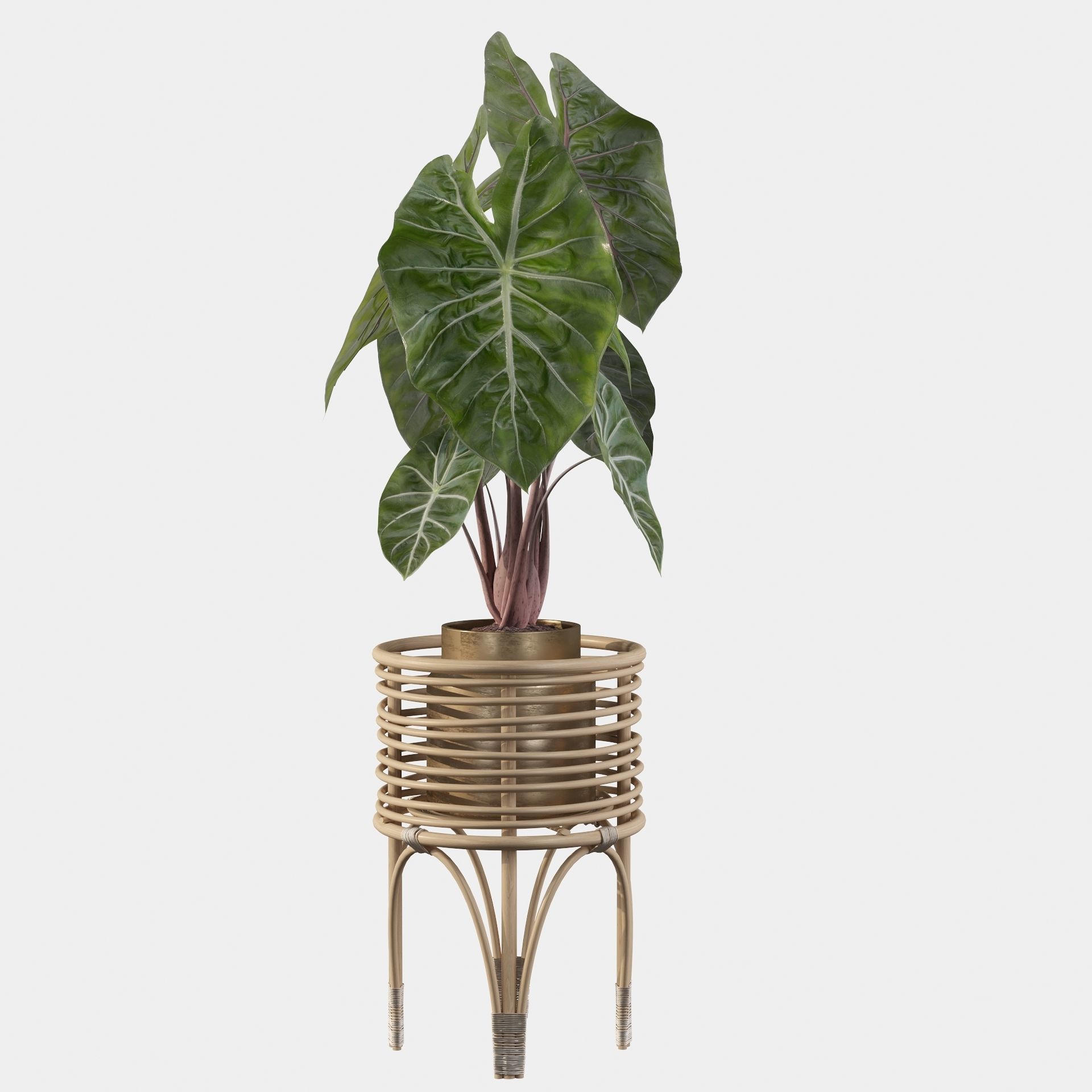 alocasia pink dragon 3D model_27