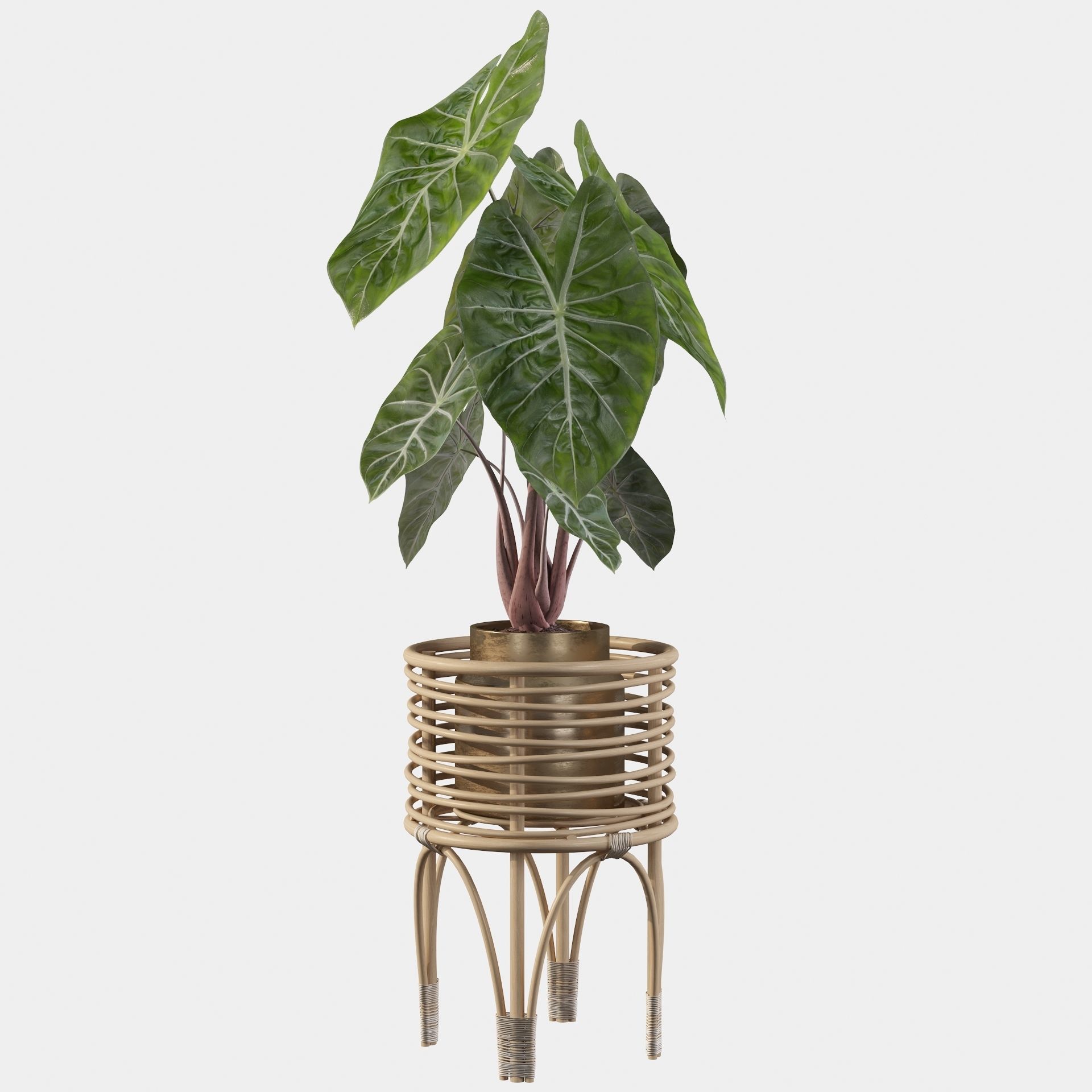 alocasia pink dragon 3D model_41