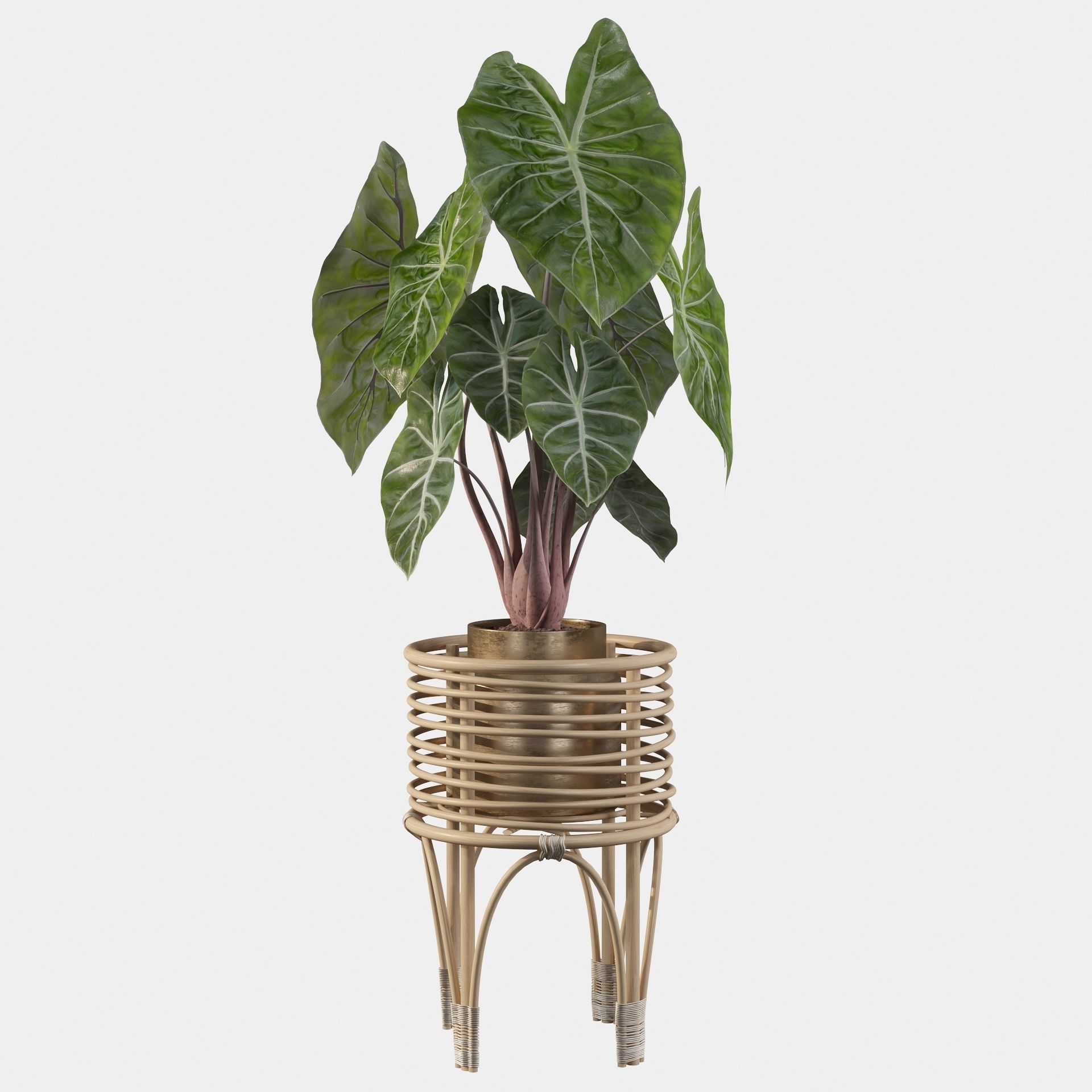 alocasia pink dragon 3D model_36