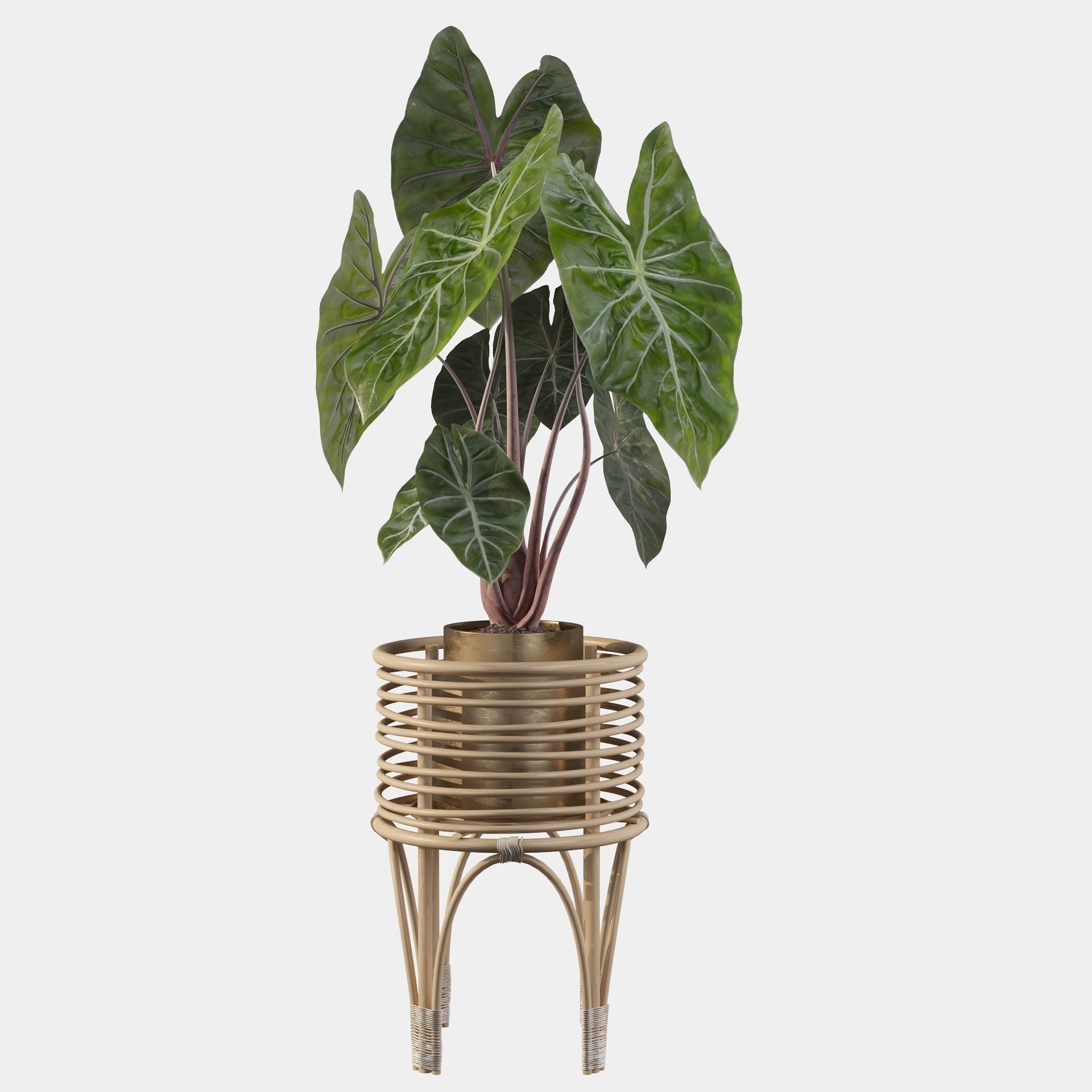 alocasia pink dragon 3D model_38