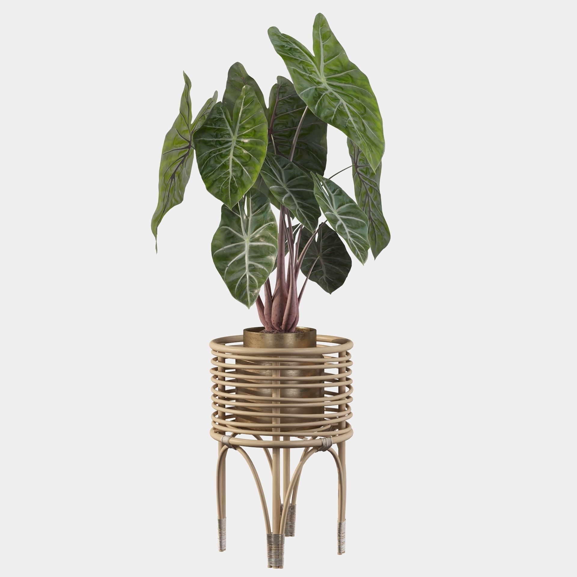 alocasia pink dragon 3D model_30