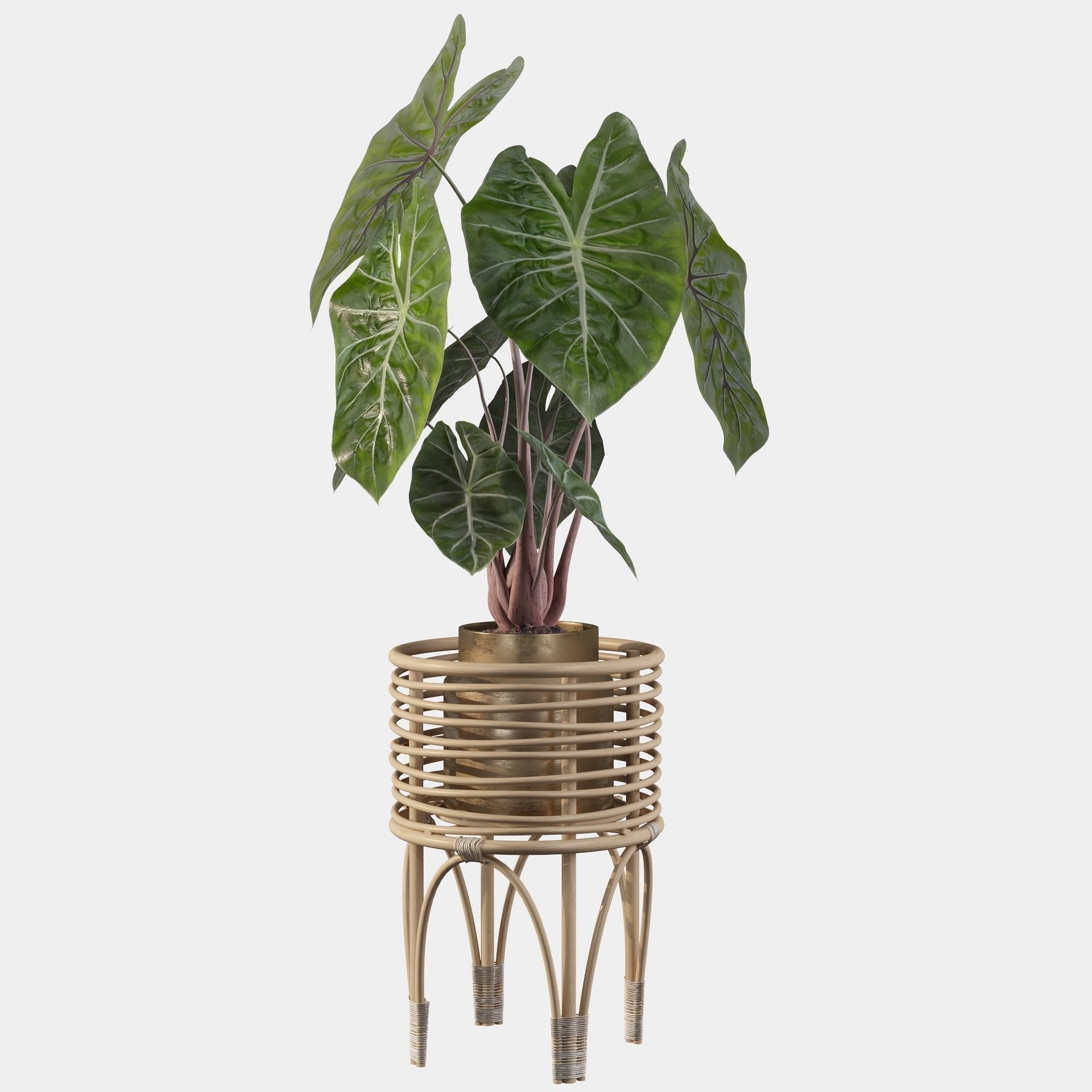 alocasia pink dragon 3D model_39