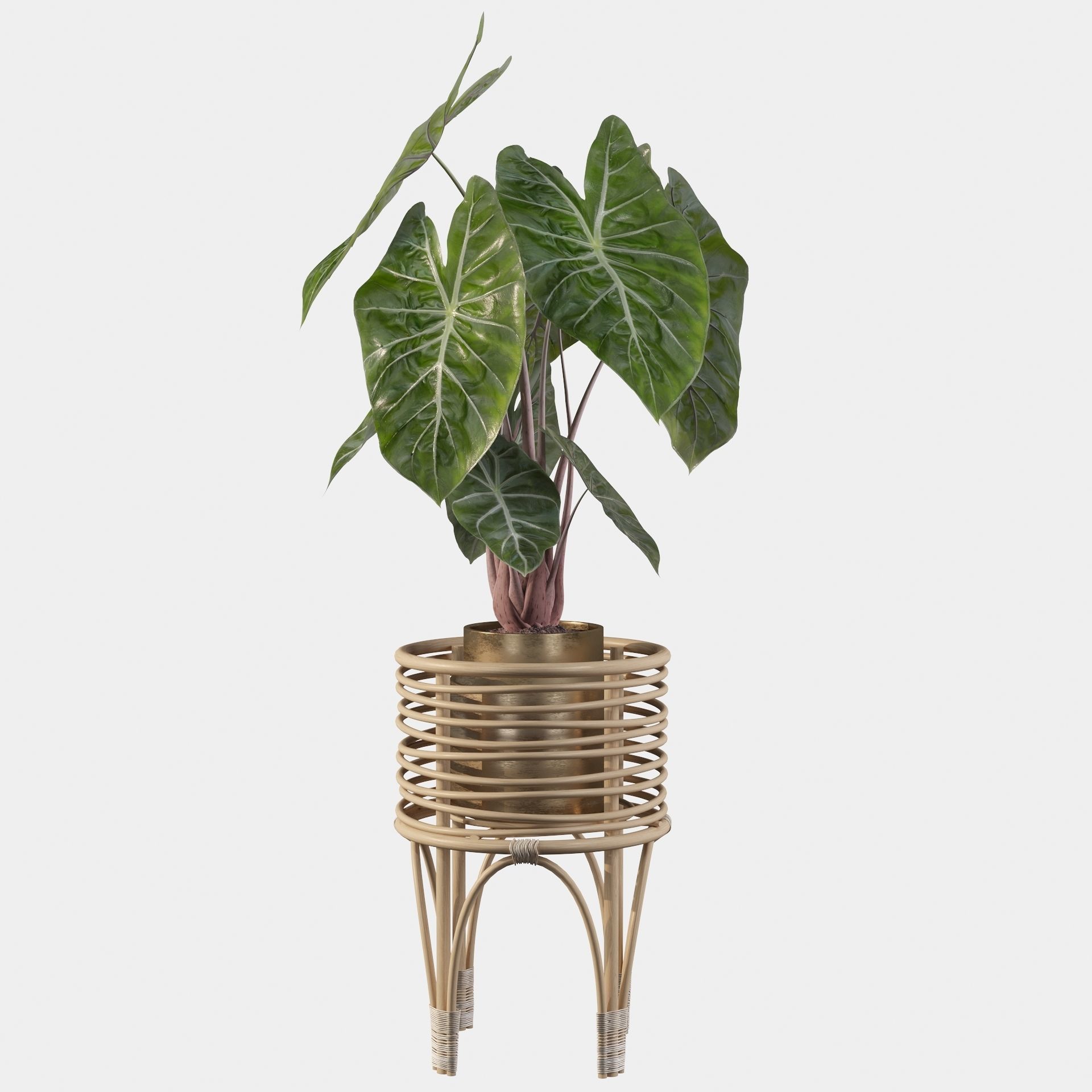 alocasia pink dragon 3D model_4