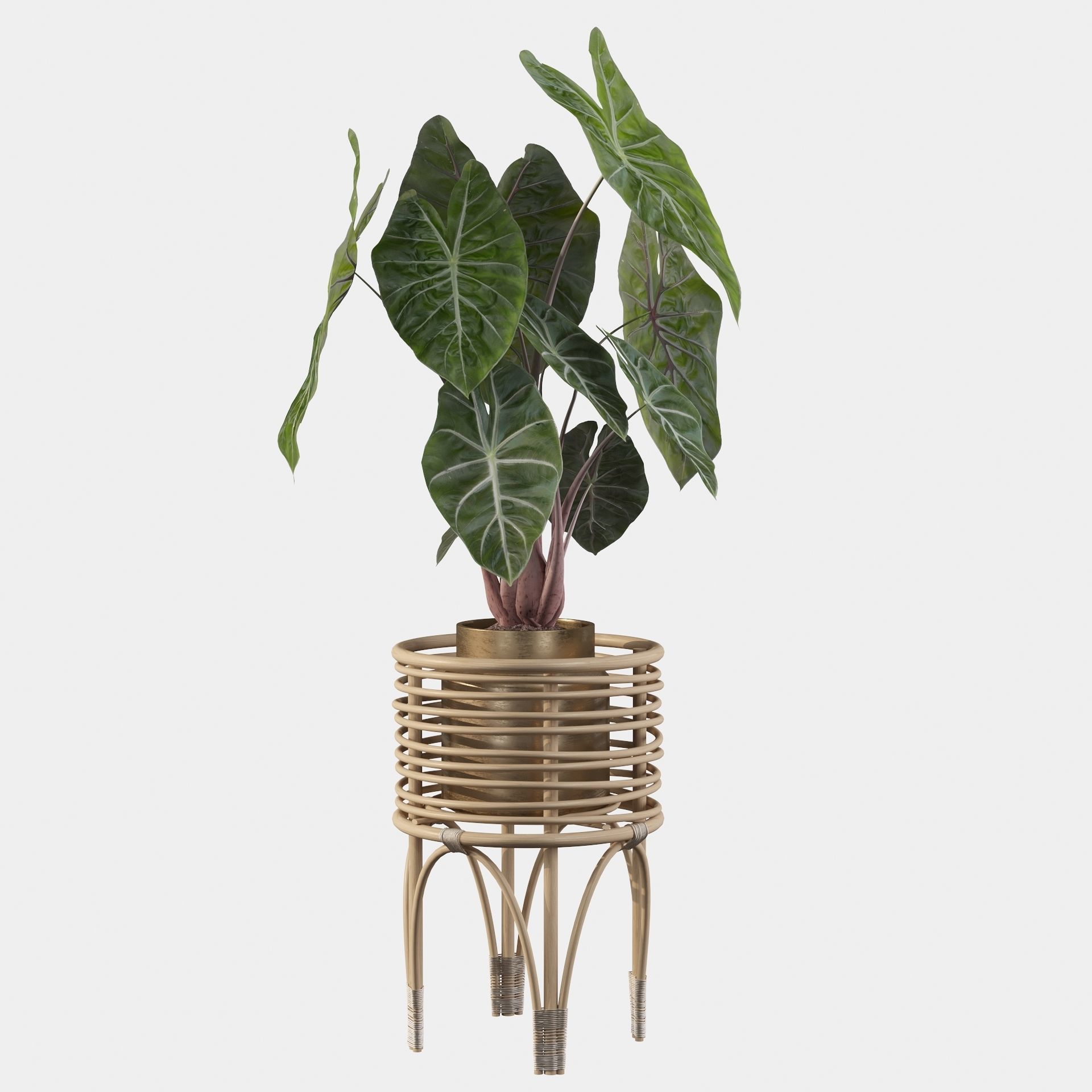 alocasia pink dragon 3D model_28