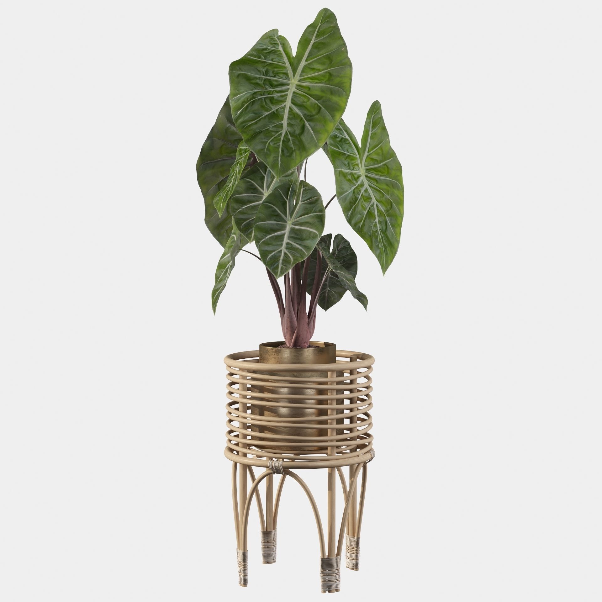 alocasia pink dragon 3D model_8