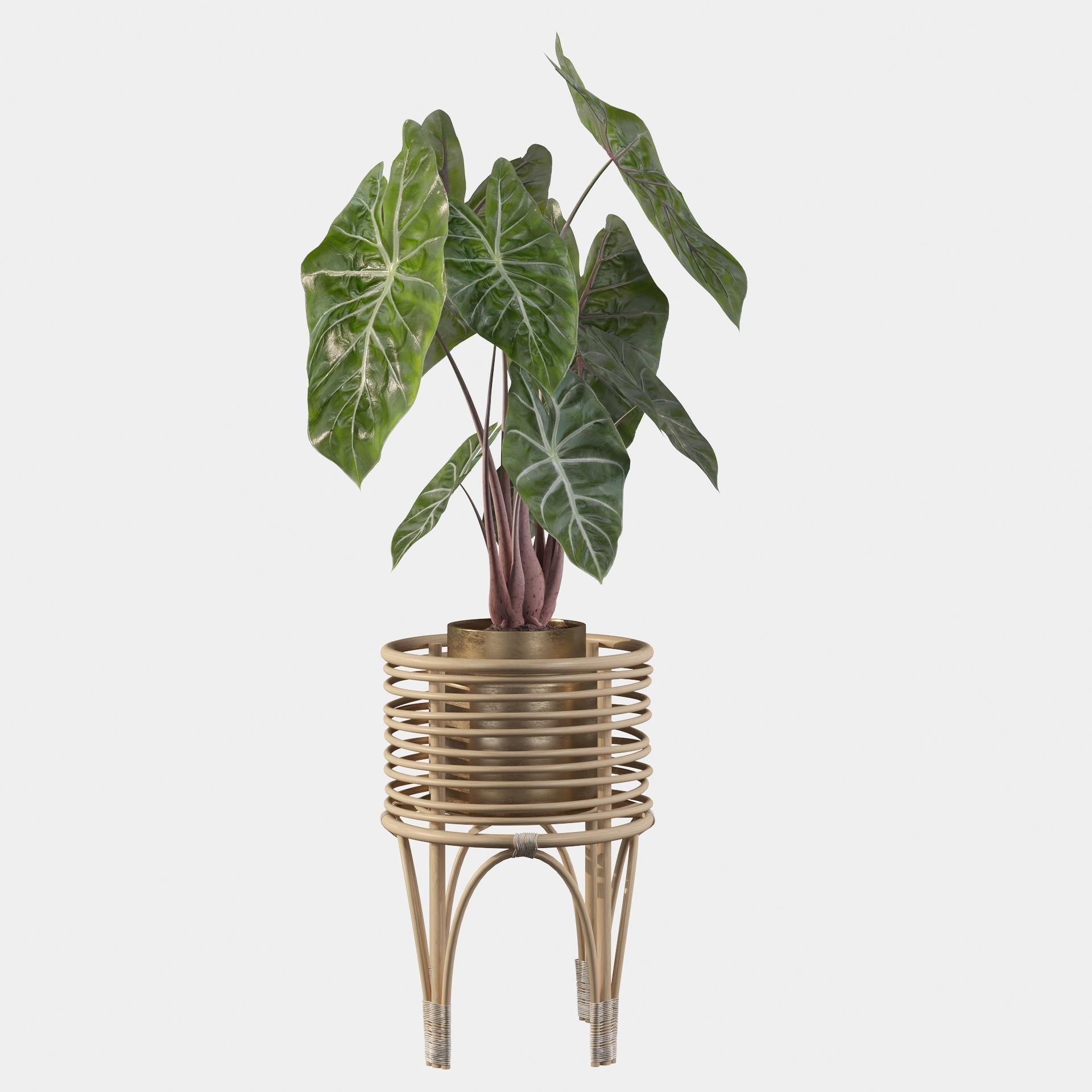 alocasia pink dragon 3D model_18