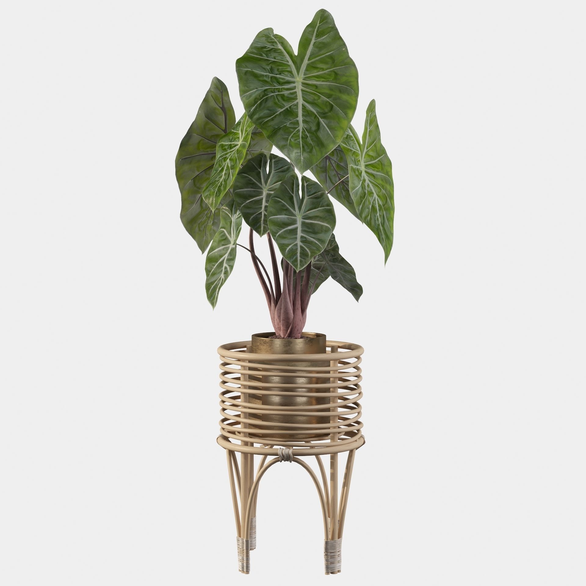 alocasia pink dragon 3D model_23