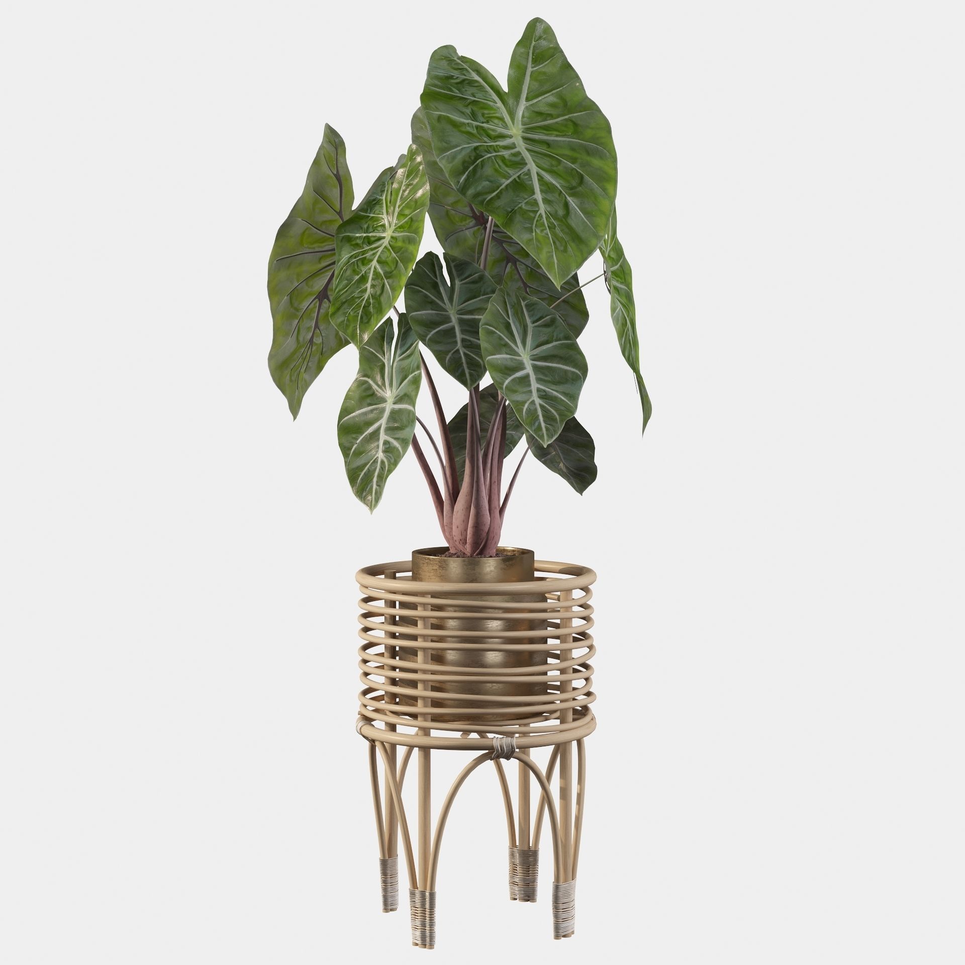 alocasia pink dragon 3D model_10