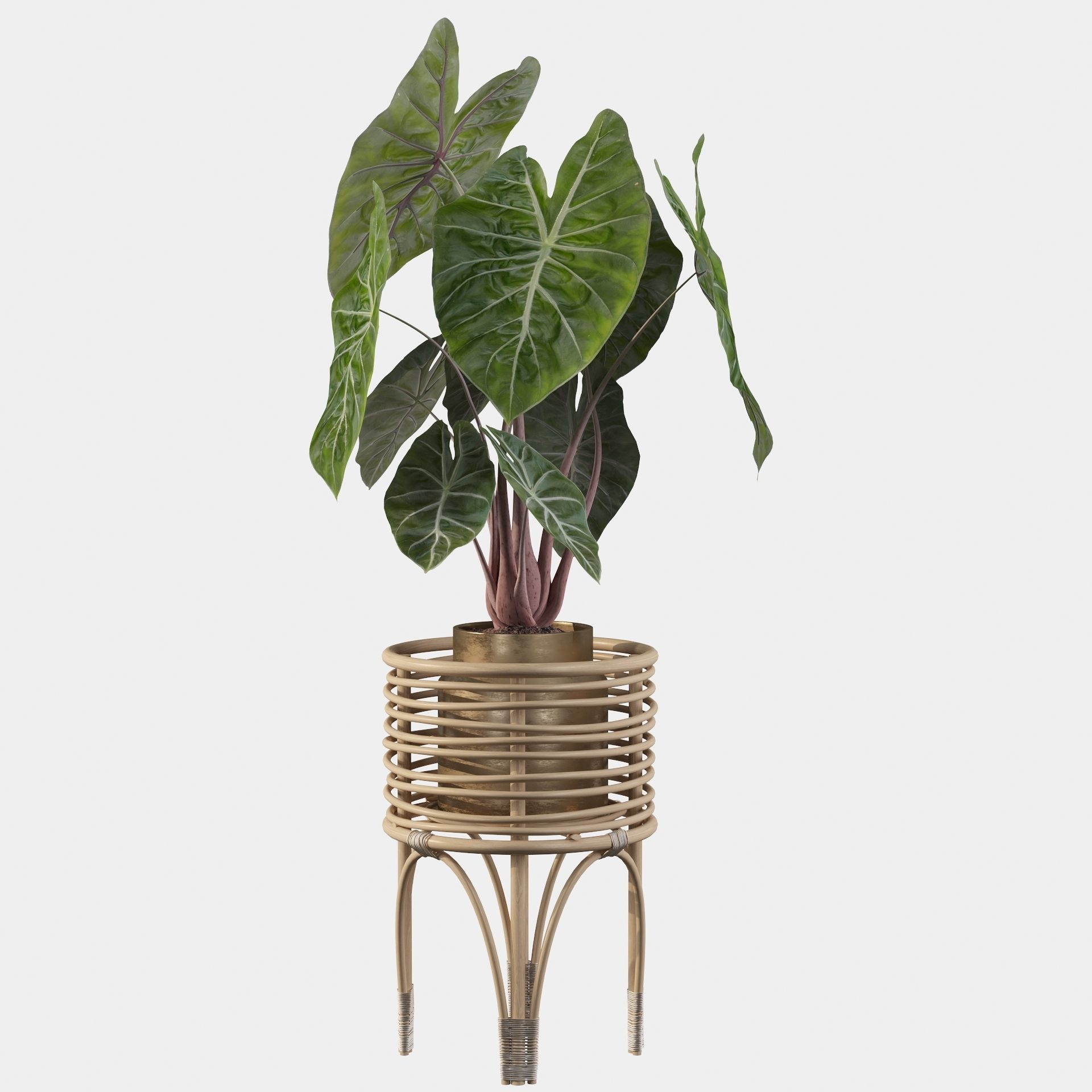 alocasia pink dragon 3D model_42