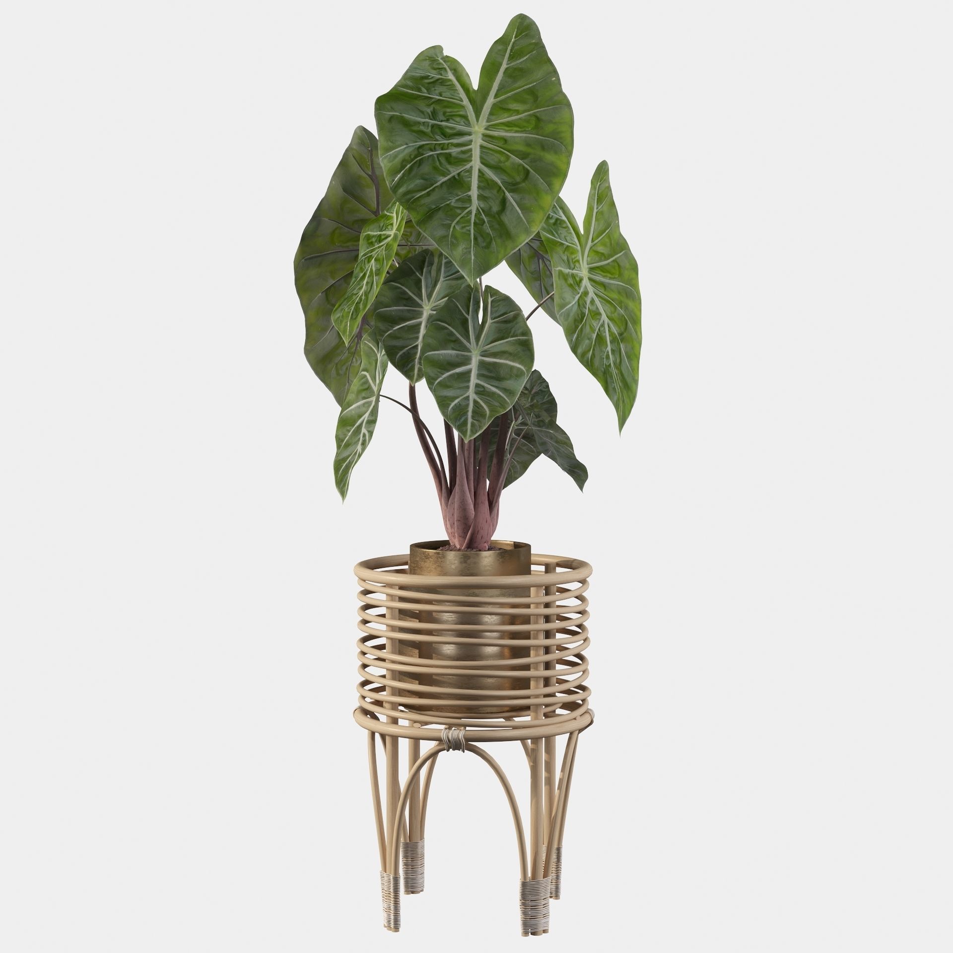 alocasia pink dragon 3D model_32