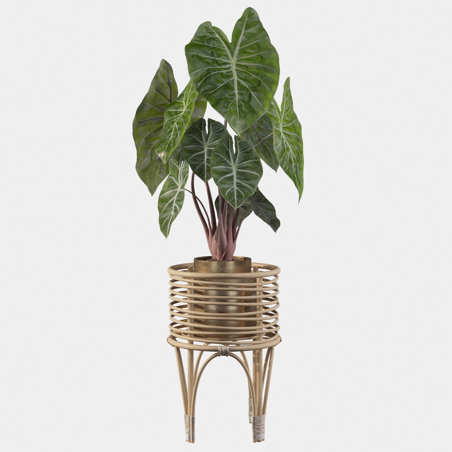 alocasia pink dragon 3D model_7