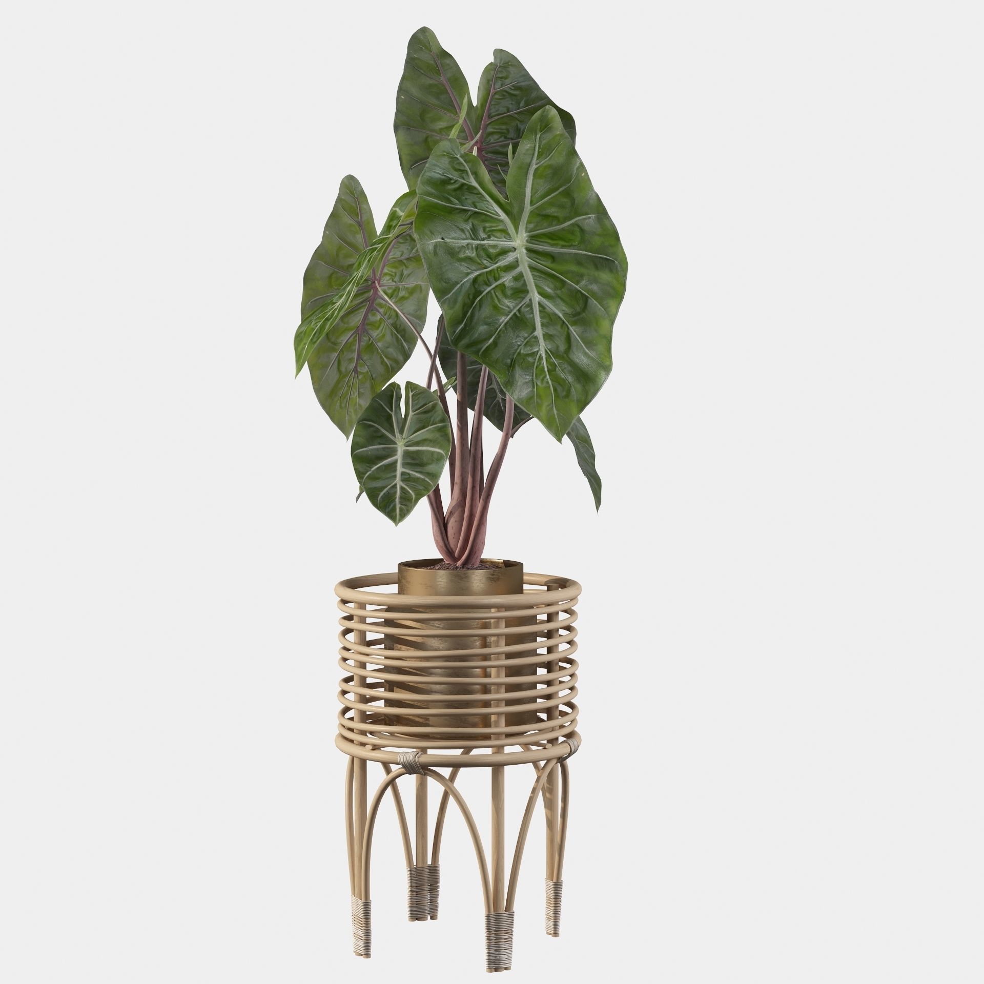 alocasia pink dragon 3D model_5