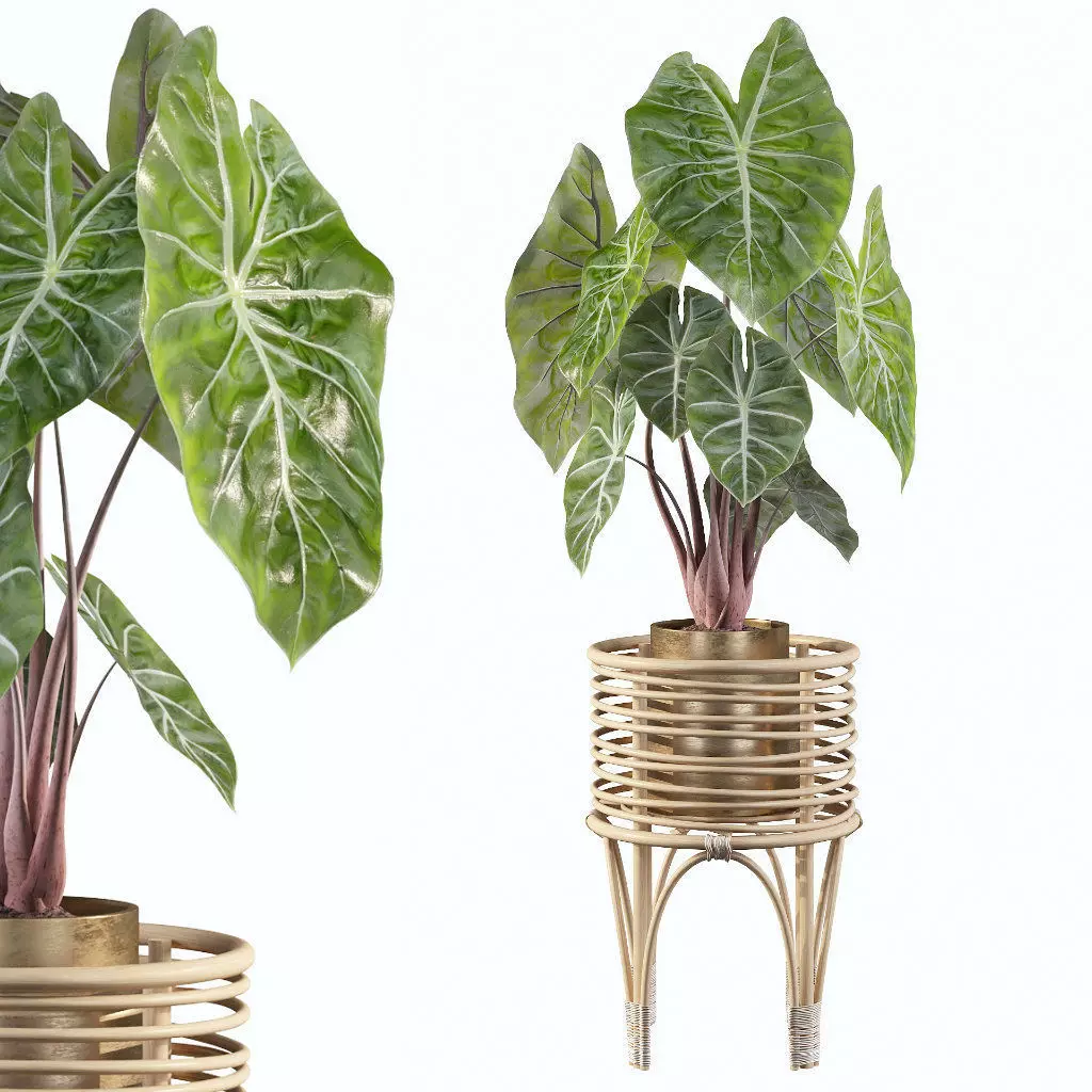 alocasia pink dragon 3D model_0