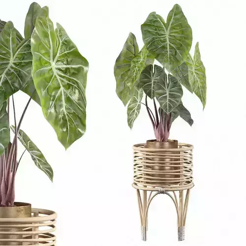 alocasia pink dragon 3D model