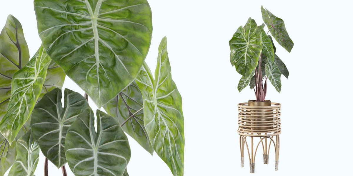 alocasia pink dragon 3D model_16