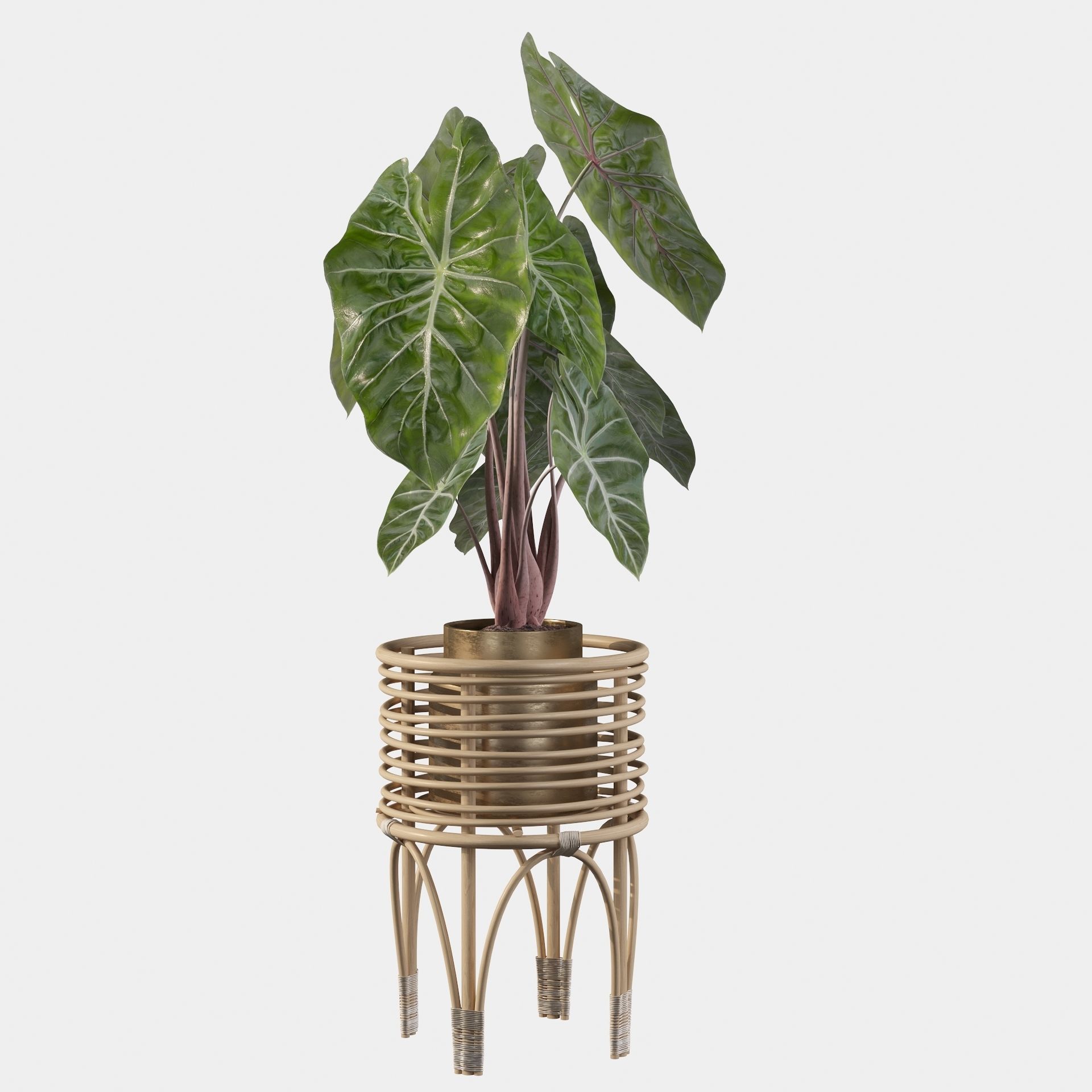 alocasia pink dragon 3D model_19